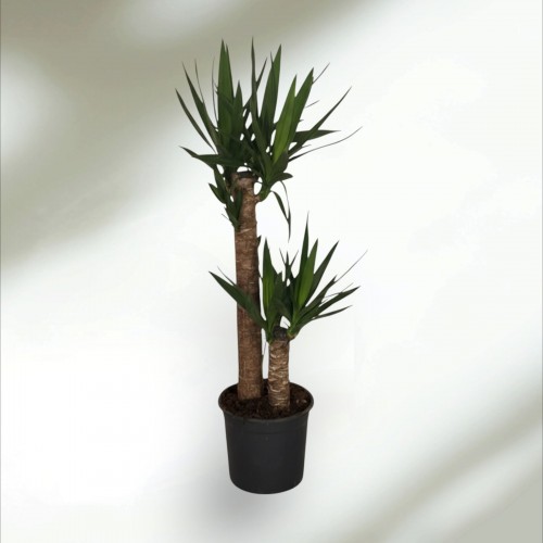 2Lİ Yucca Küçük
